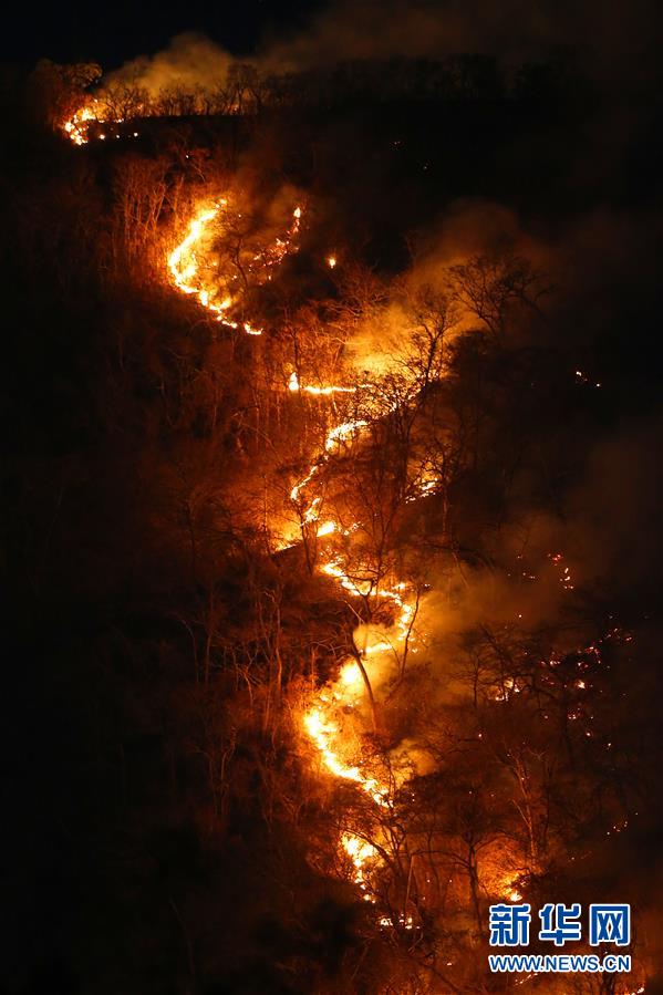The number of forest fires in Brazil has surged, with more than half occurring in the Amazon rainforest